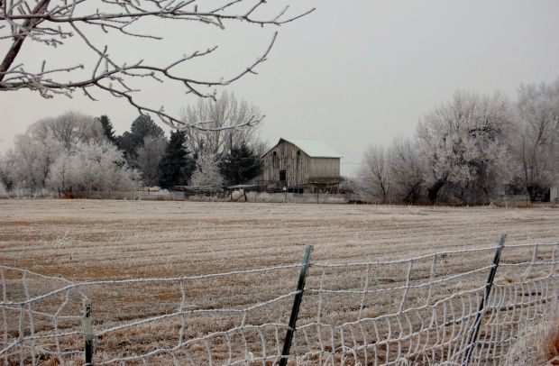 Frost